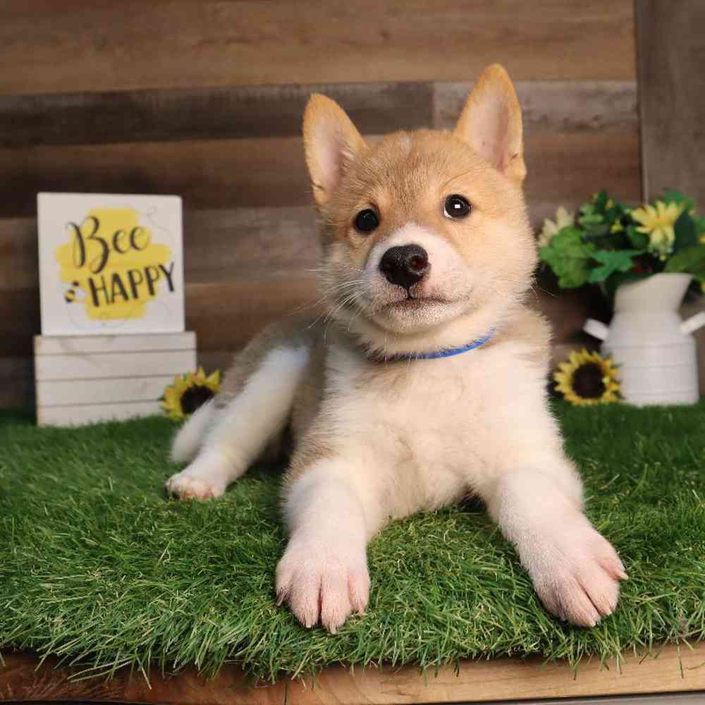 Image of a pet breed in the gallery