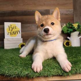 Shiba Inu
