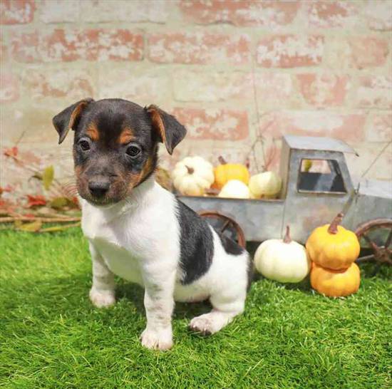 Jack Russell Terrier