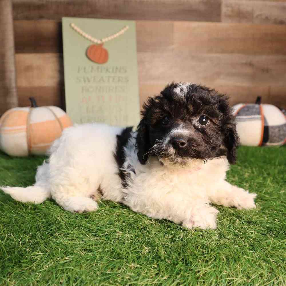 Female Hava-Chon Puppy for Sale in Blaine, MN