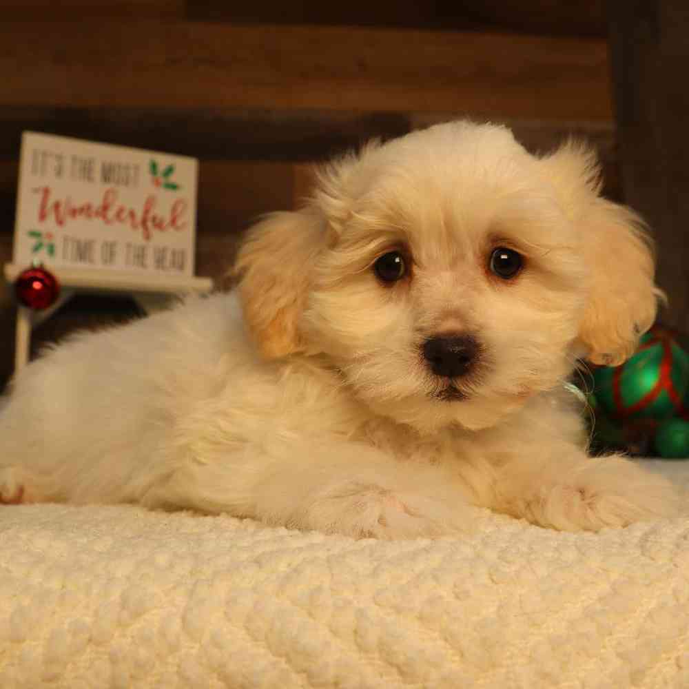 Male Teddy Bear Puppy for Sale in Blaine, MN