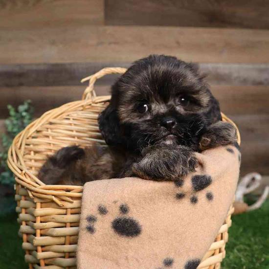 Willow