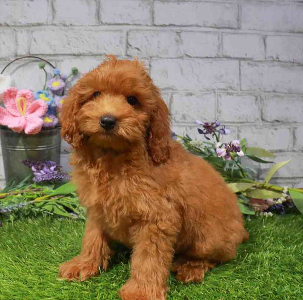 carousel pet images