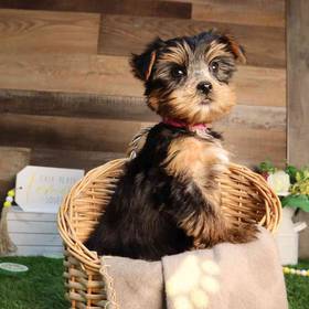 Yorkshire Terrier