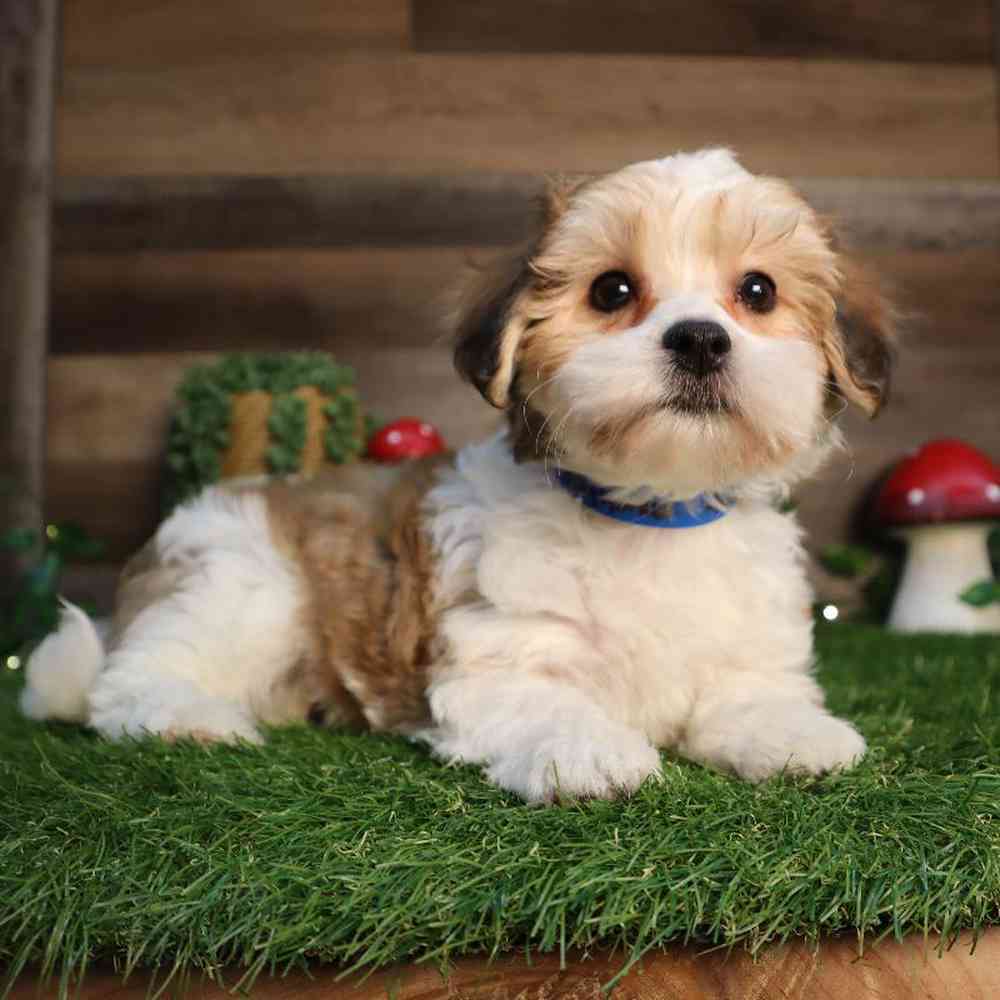 carousel pet images