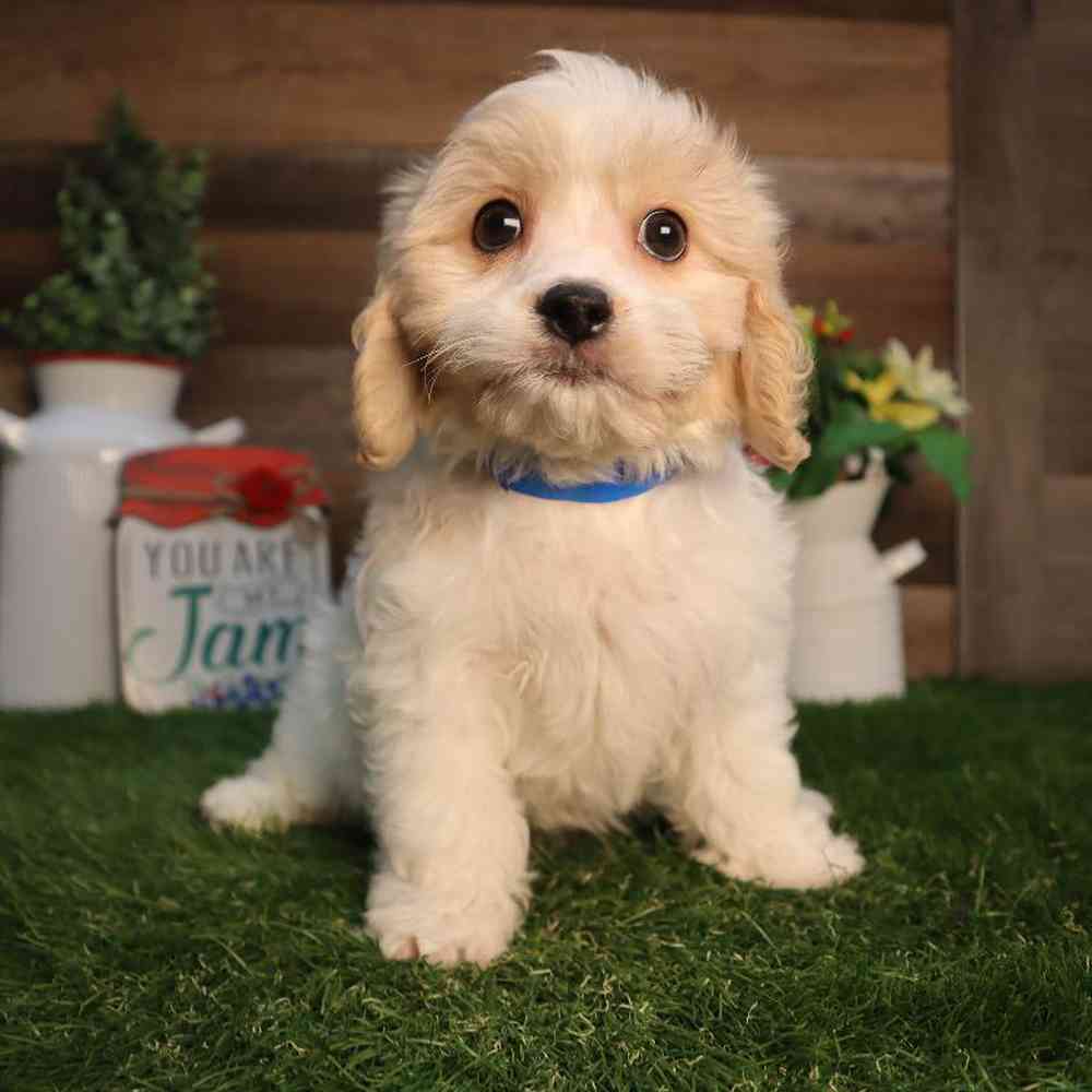 Male Cavachon Puppy for Sale in Blaine, MN