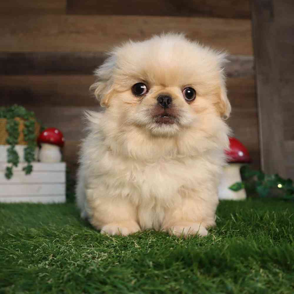 Male Pekingese Puppy for Sale in Blaine, MN