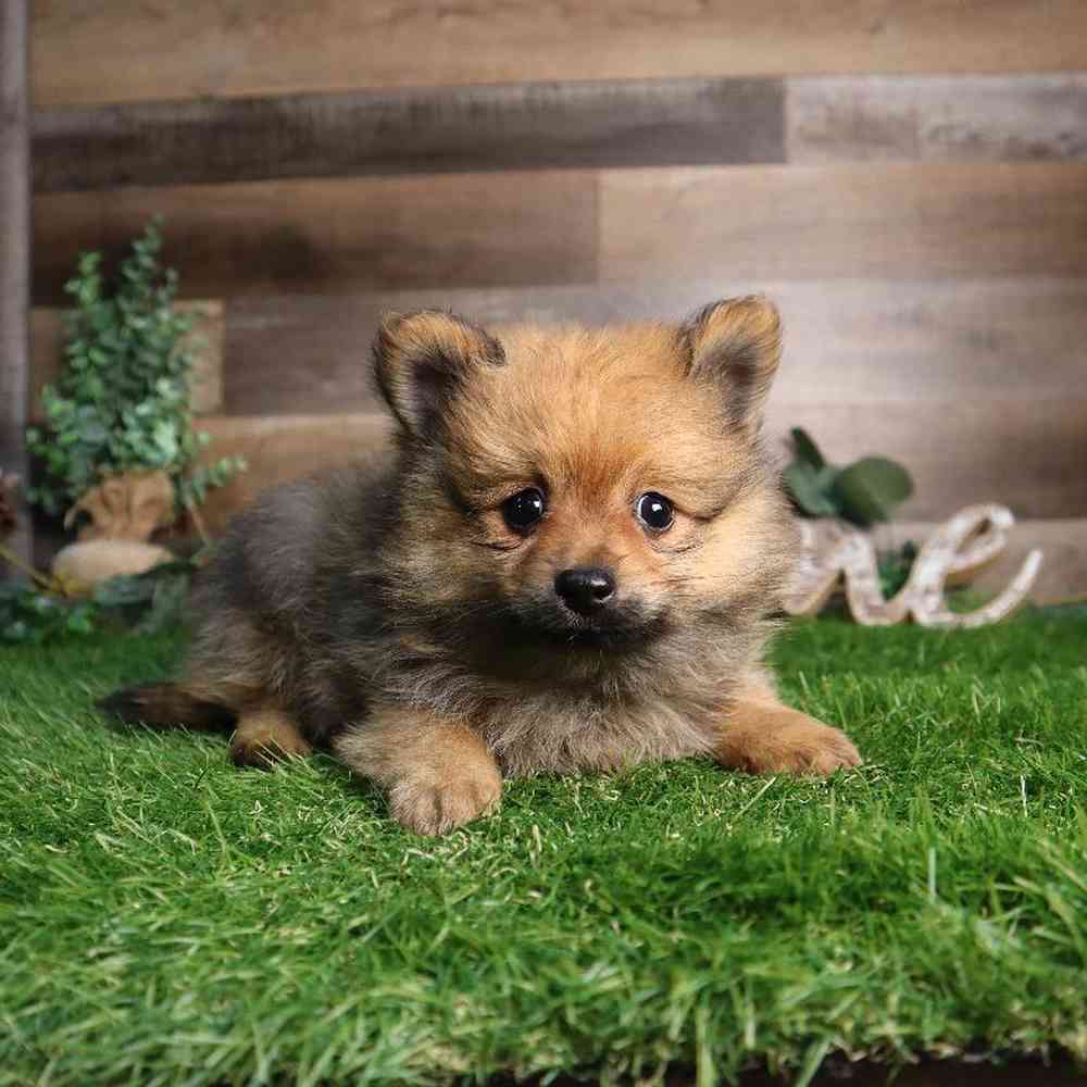 carousel pet images