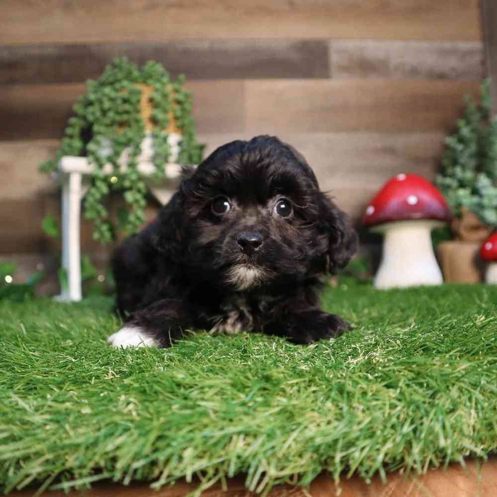 carousel pet images