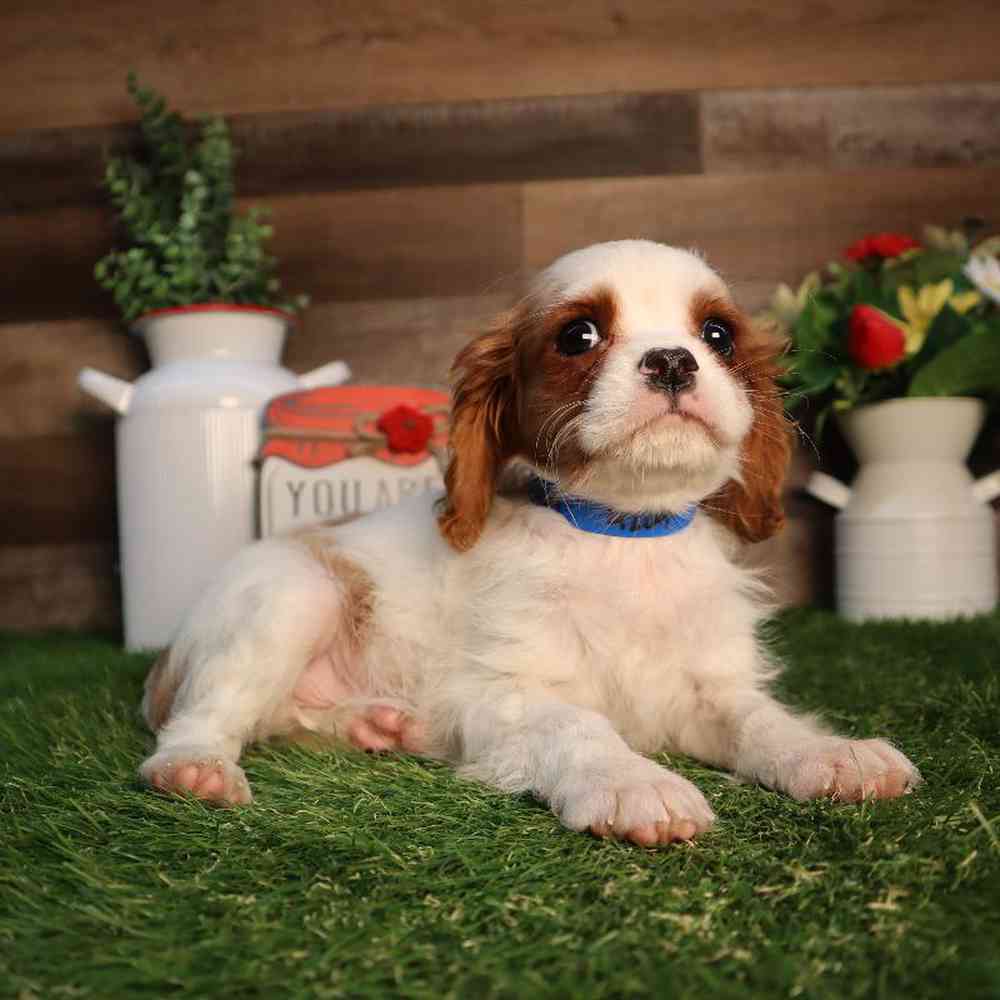 carousel pet images