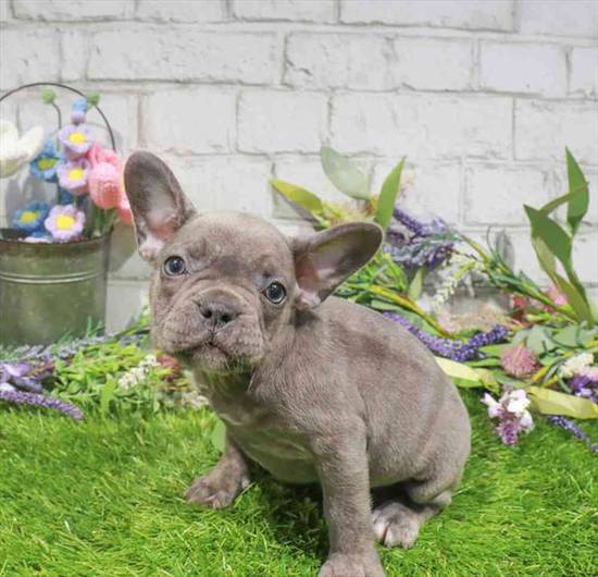 French Bulldog