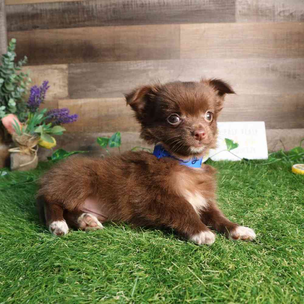 carousel pet images