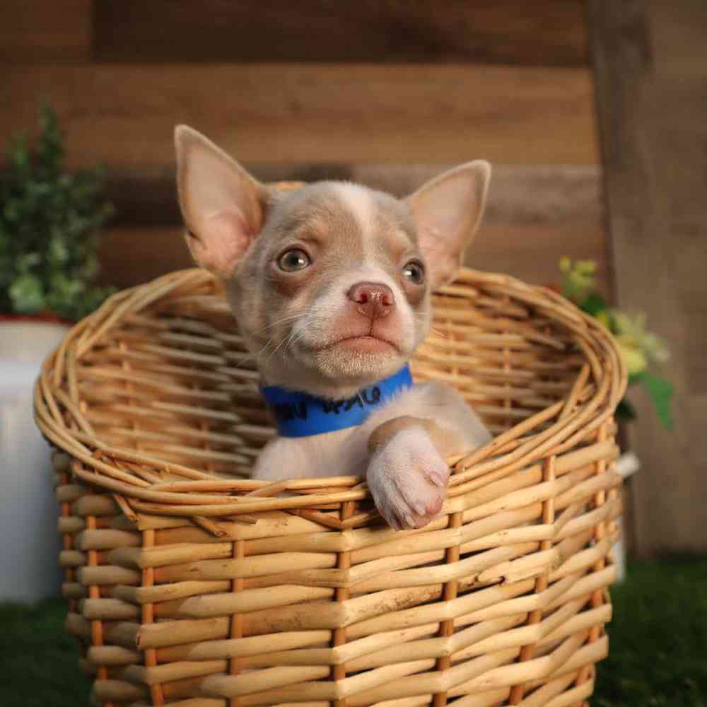 carousel pet images