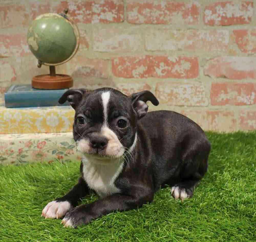 carousel pet images