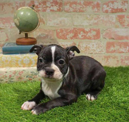 Boston Terrier