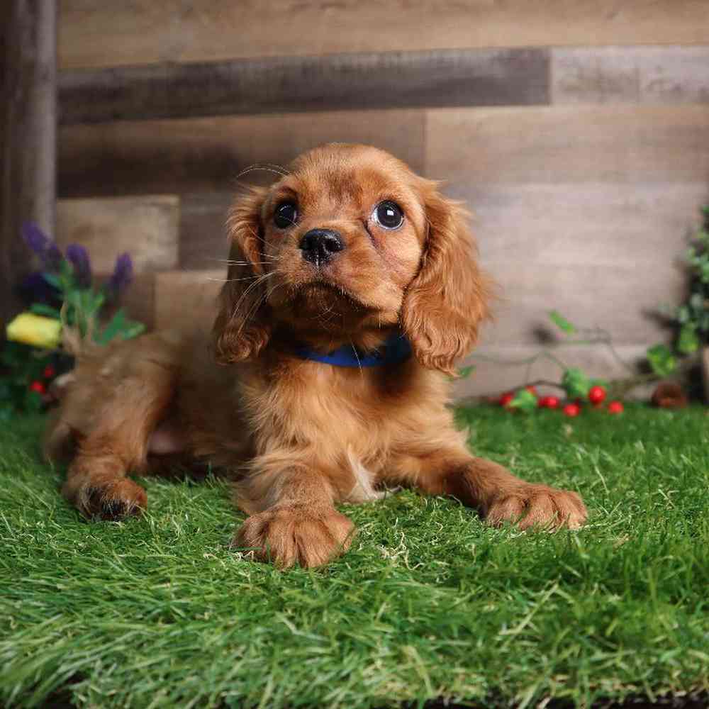 Male Cavalier King Charles Spaniel Puppy for Sale in Blaine, MN