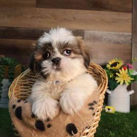 Shih Tzu