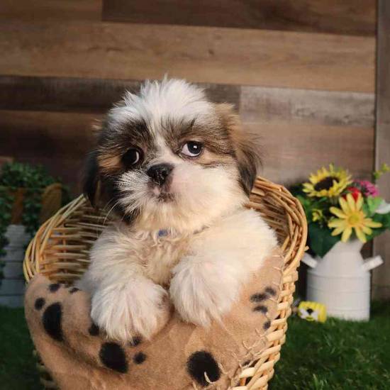 Pongo