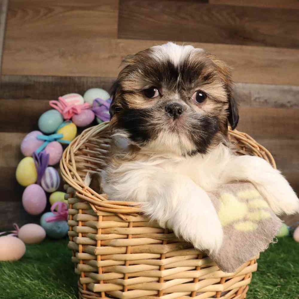 Male Shipoo Puppy for Sale in Blaine, MN