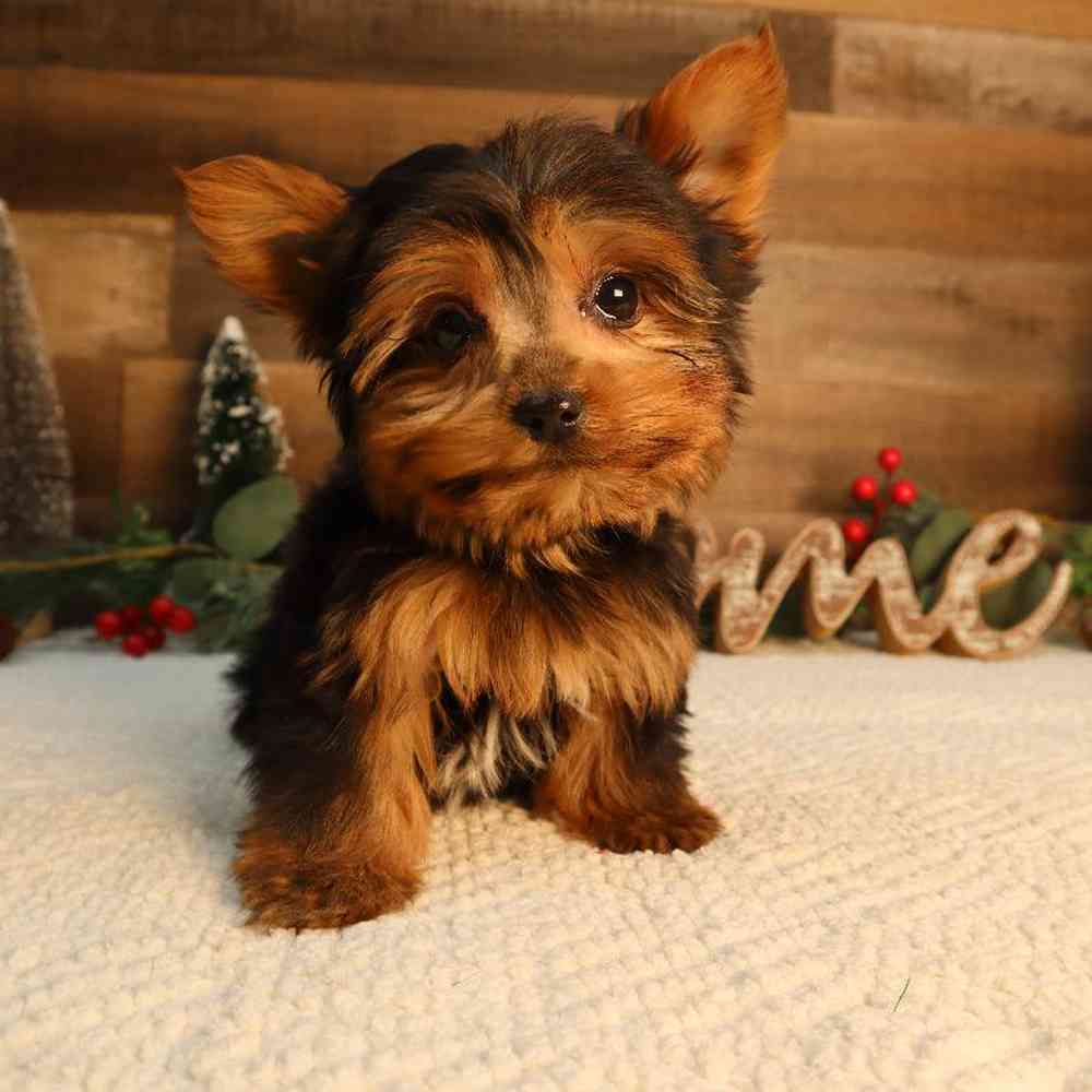 Male Yorkshire Terrier Puppy for Sale in Blaine, MN