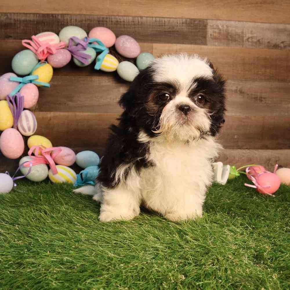 Image of a pet breed in the gallery