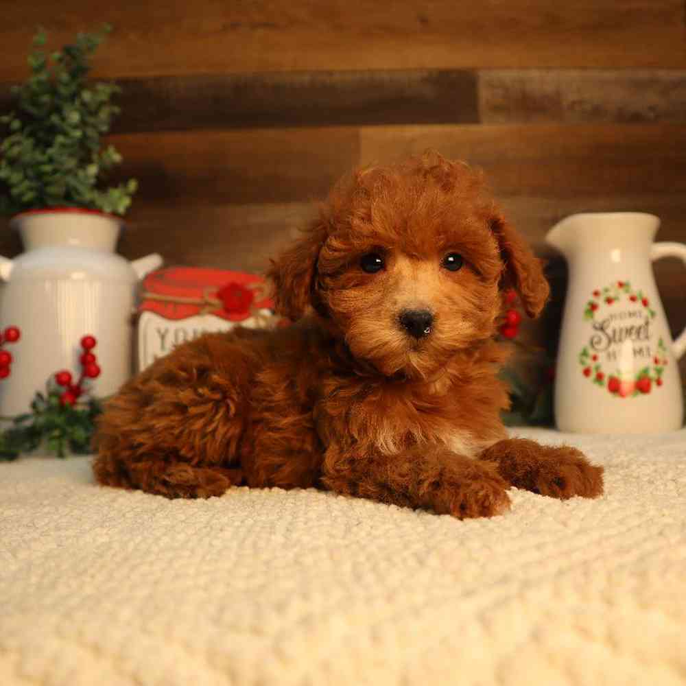 Female Mini Goldendoodle Puppy for Sale in Blaine, MN