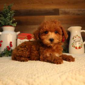 Mini Goldendoodle