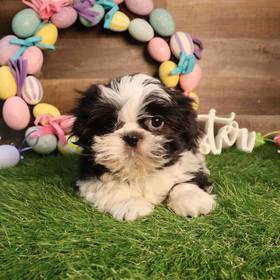 Shih Tzu