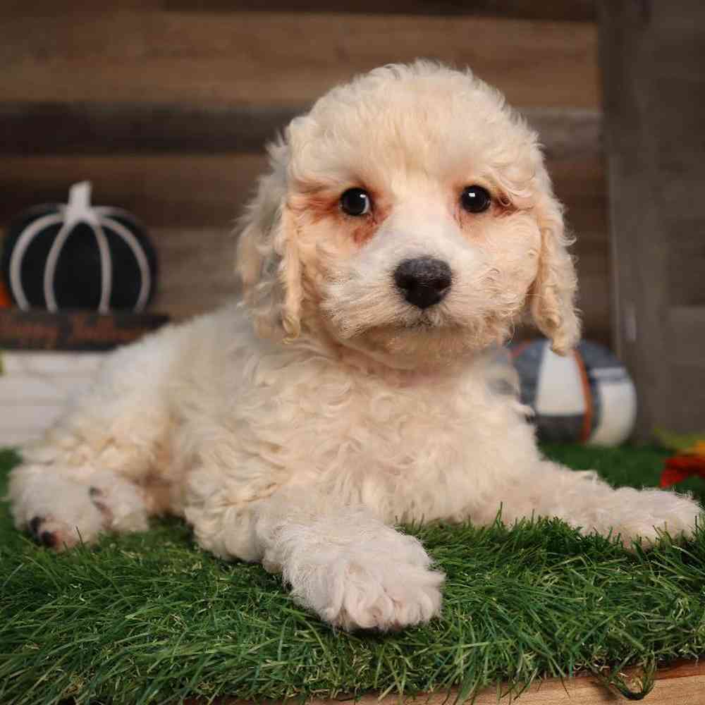 Female Mini Poodle Puppy for Sale in Blaine, MN