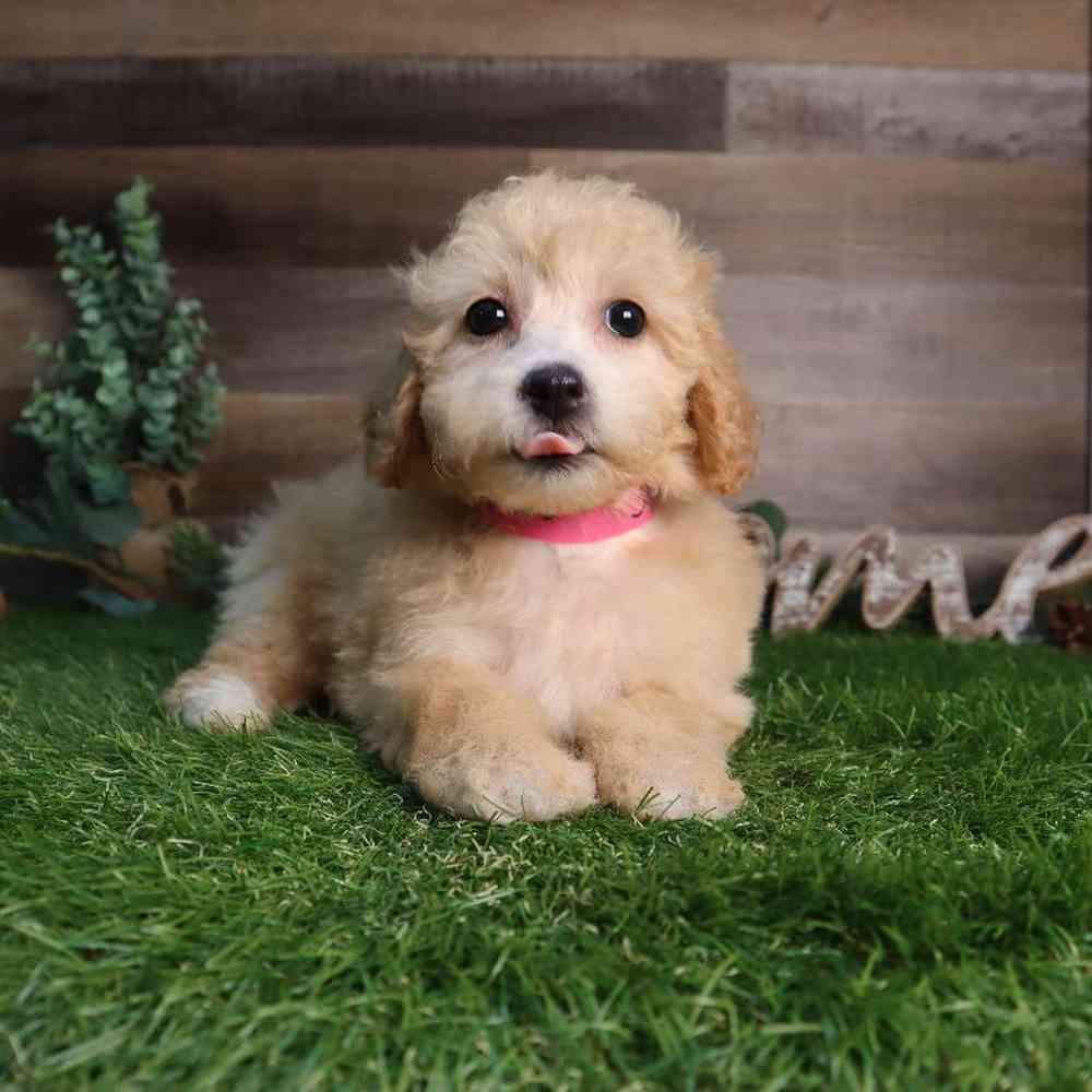 carousel pet images