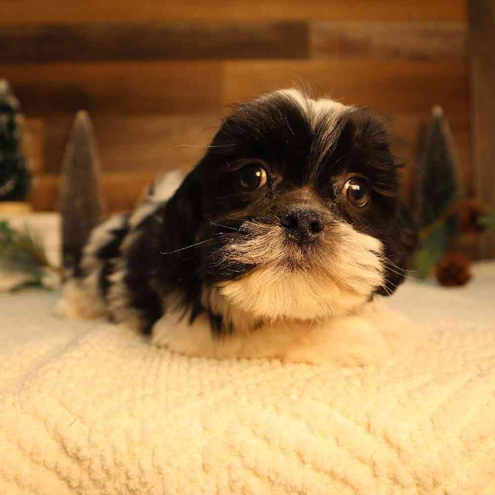 Male Teddy Bear Puppy for Sale in Blaine, MN