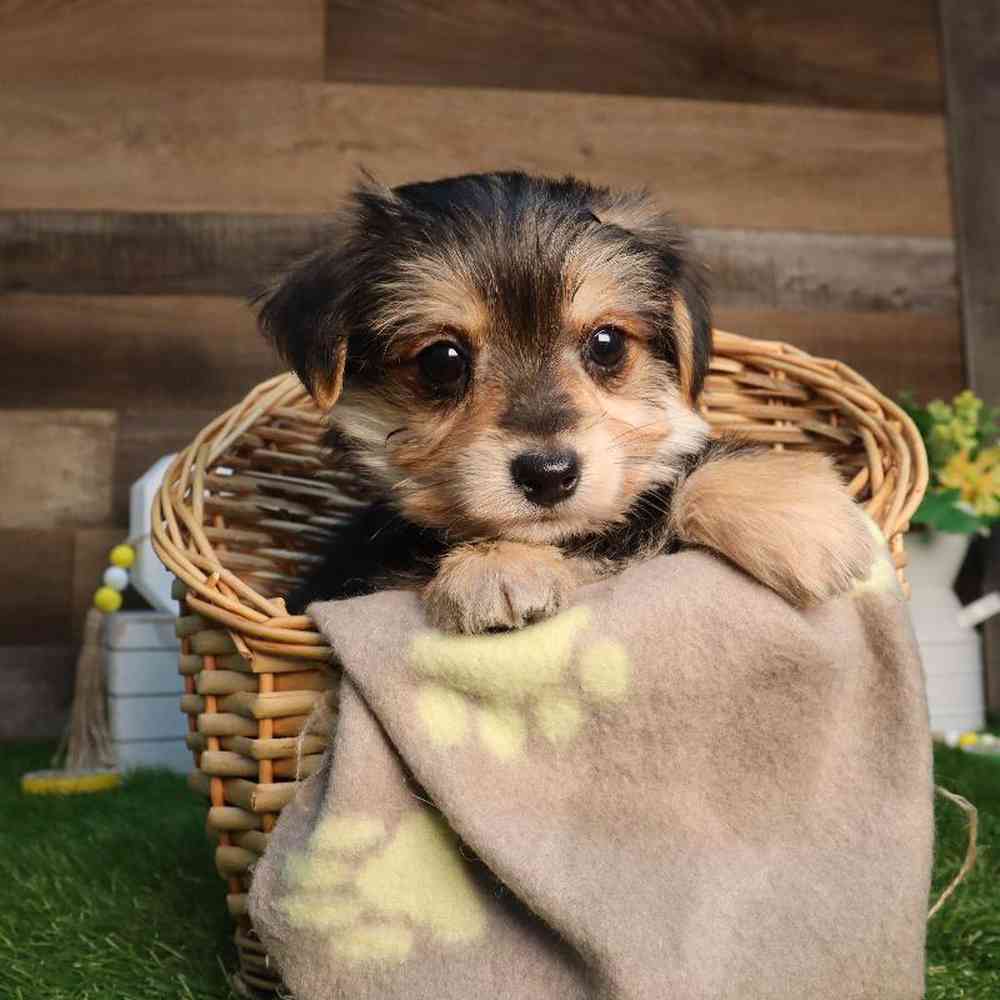 Male Morkie Puppy for Sale in Blaine, MN