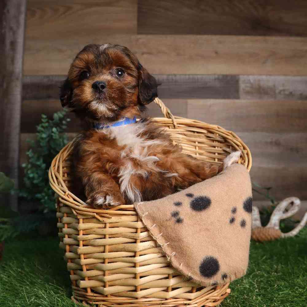 carousel pet images