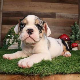 English Bulldog