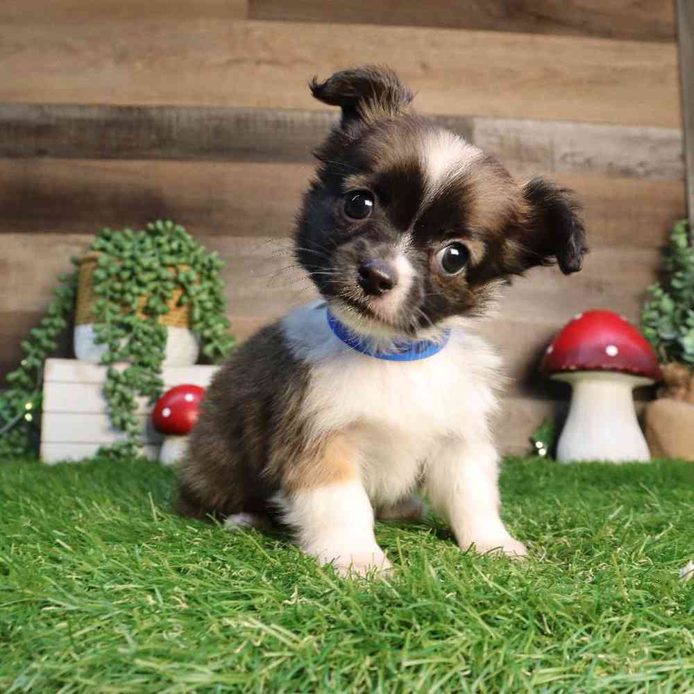 Male Chihuahua Puppy for Sale in Blaine, MN