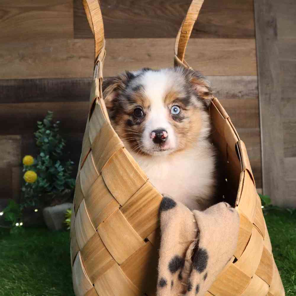 carousel pet images