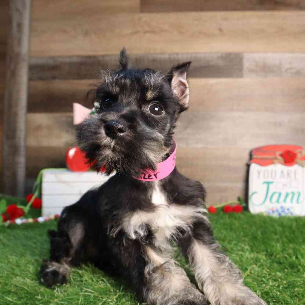 Female Mini Schnauzer Puppy for Sale in Blaine, MN
