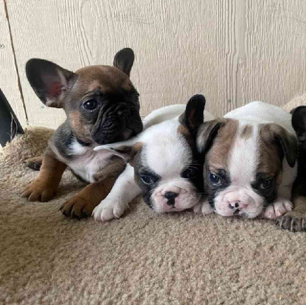 carousel pet images