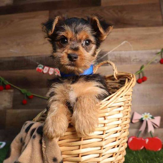 Pip