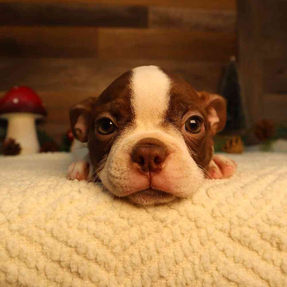 Image of a pet breed in the gallery