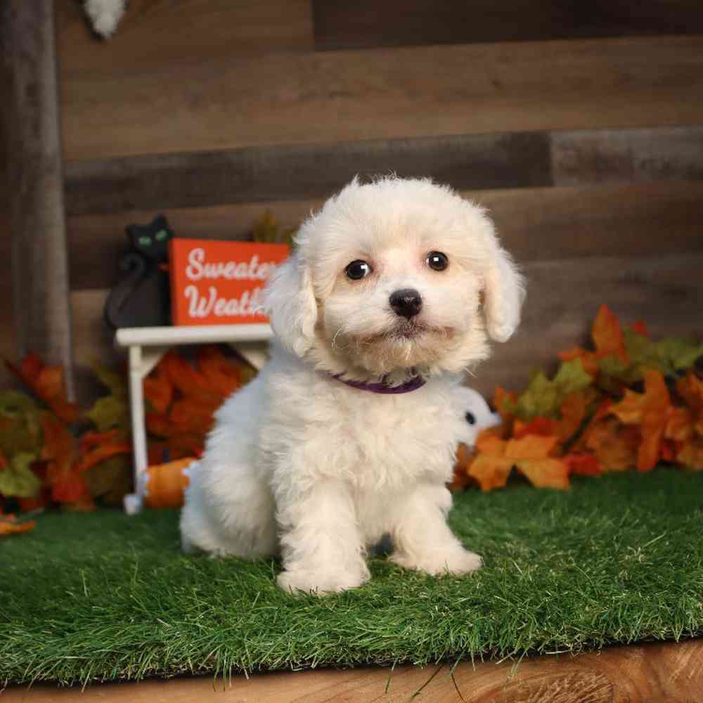 Female Bichon Frise Puppy for Sale in Blaine, MN