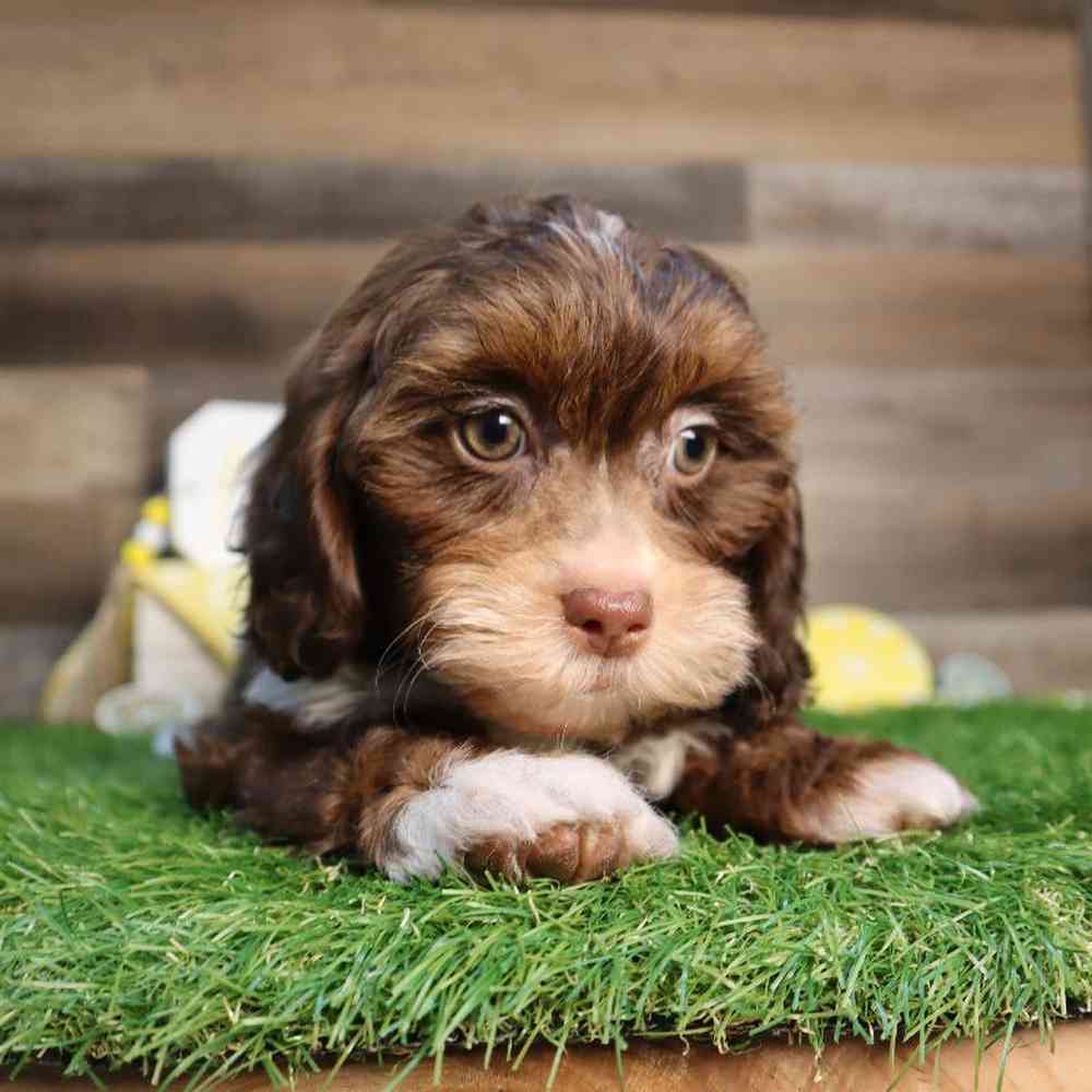Female Shipoo Puppy for Sale in Blaine, MN