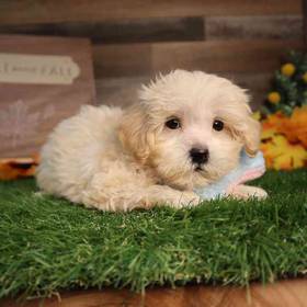 Maltipoo