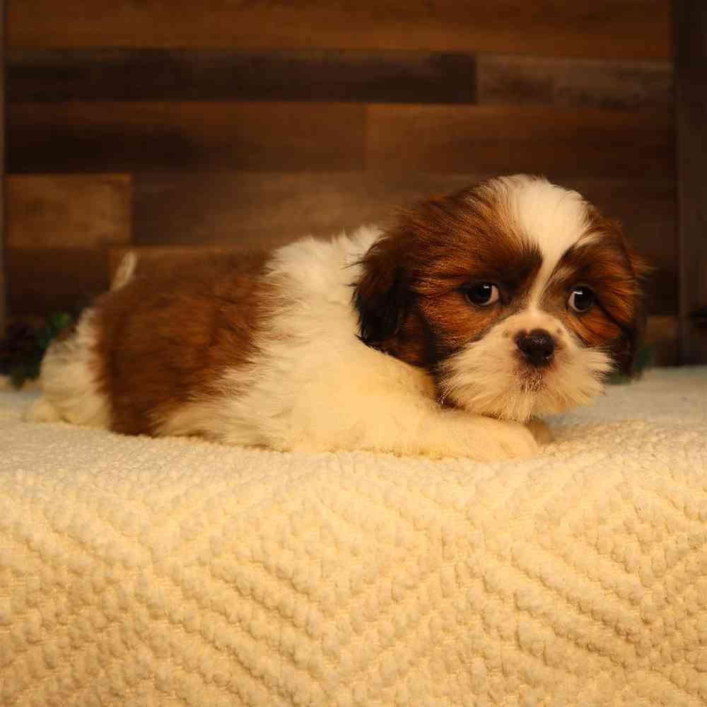 Female Malshi Puppy for Sale in Blaine, MN