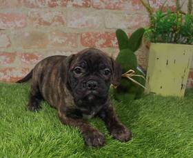 Miniature Bull Mastiff