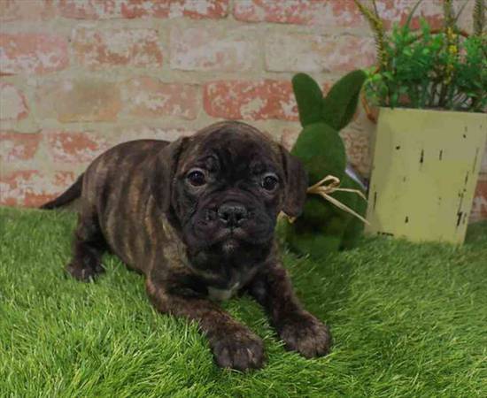 Miniature Bull Mastiff