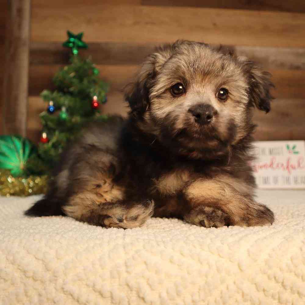 Male Pompoo Puppy for Sale in Blaine, MN