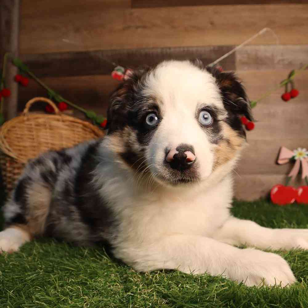 Female Australian Shepherd Puppy for Sale in Blaine, MN