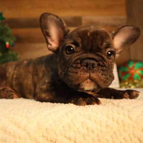 French Bulldog