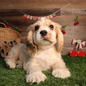 Cocker Spaniel